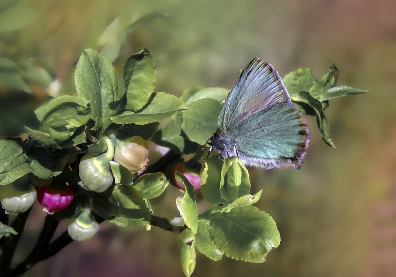Butterfly effect