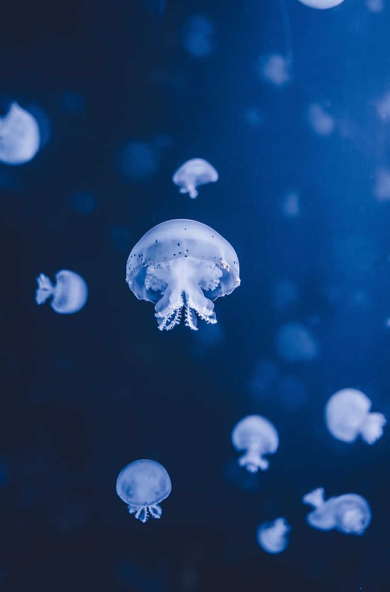 Mariana Trench
